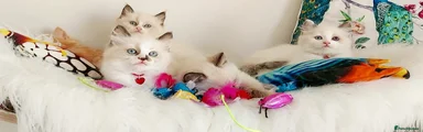 Ragdoll 6