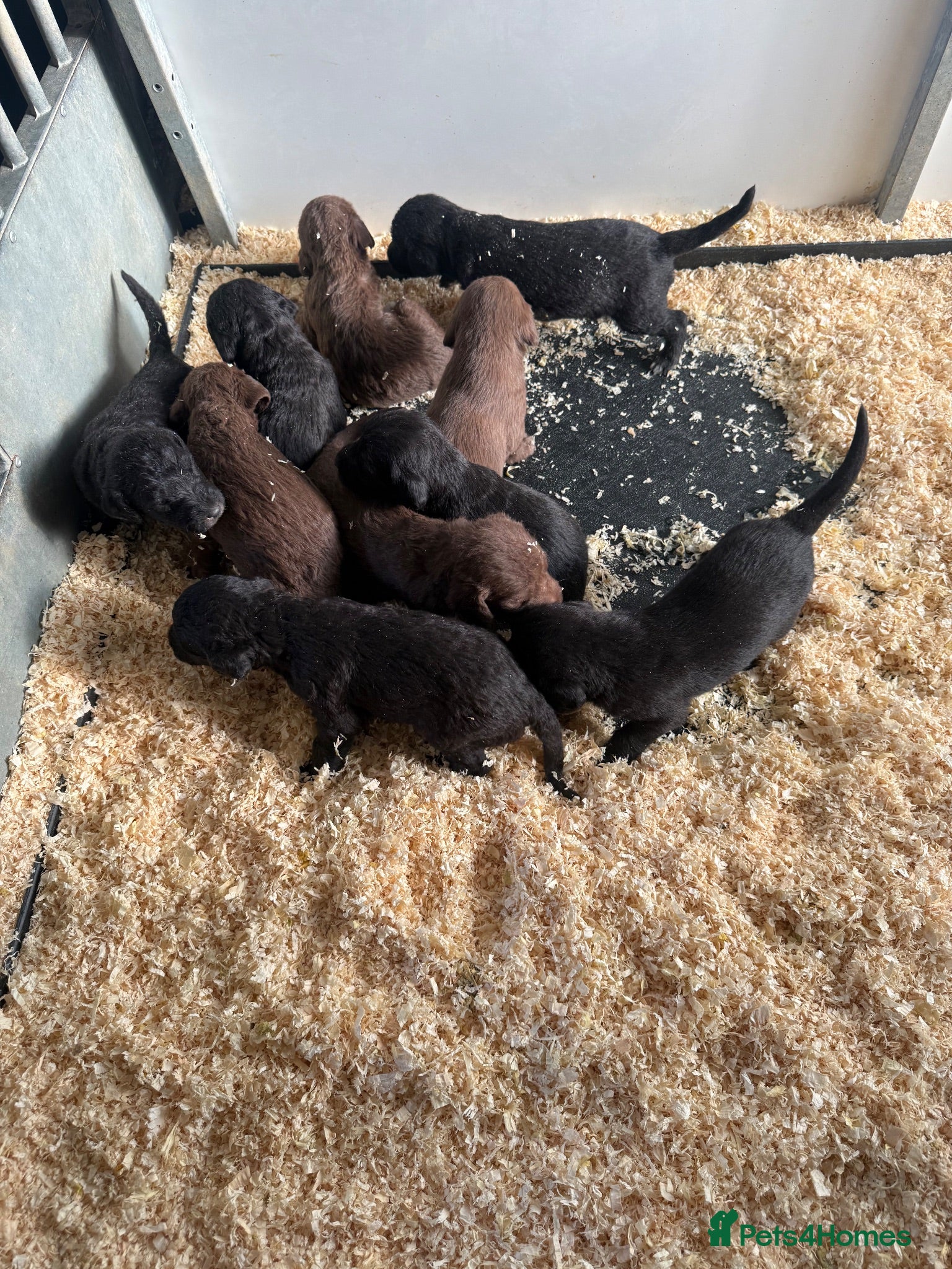 Mixed Breed dogs Bedlington whippet x bedlington - Advert 2