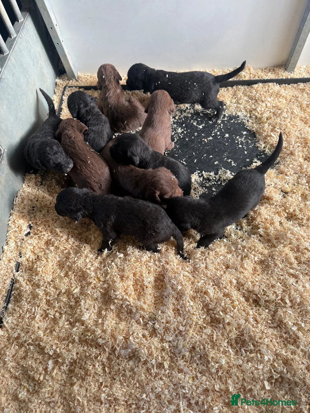 Mixed Breed dogs for sale: Bedlington whippet x bedlington in Westerham - Advert 2