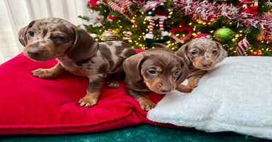 Miniature Dachshund dogs Mini Dachshund KC Reg -  ONLY 3 MALE PUPS LEFT!  - Advert 15