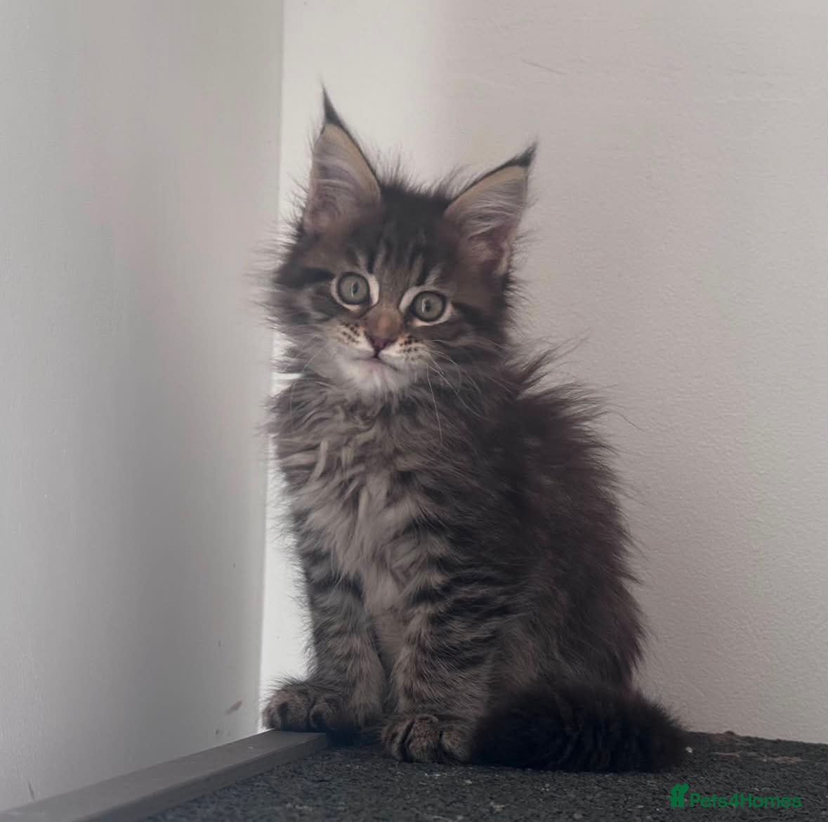 Maine Coon cats Maine Coon purebred Active female - Advert 6