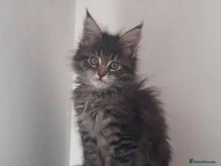 Maine Coon cats Maine Coon purebred Active female - Advert 11
