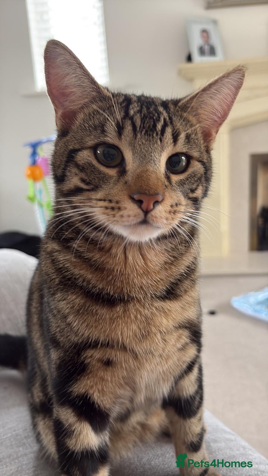 Mixed Breed cats Beautiful Bengal X Experienced, Adult-Only Home - Advert 2