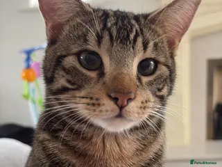 Mixed Breed cats Beautiful Bengal X Experienced, Adult-Only Home - Advert 2