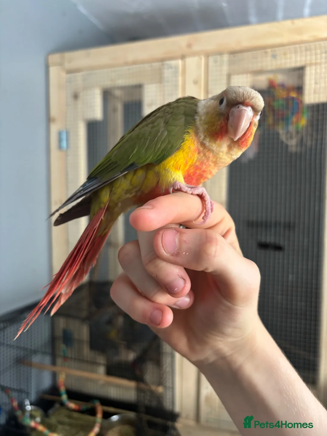 Conures birds for sale: Hand-reared baby conure - Advert 1