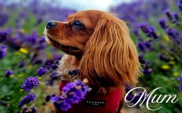 Cavapoo dogs for sale: 🎀 Beautiful F1 Cavapoo Puppies 🎀 - Image 7