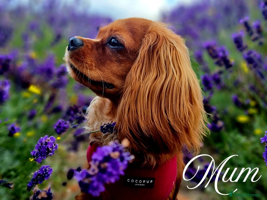 Cavapoo dogs for sale: 🎀 Beautiful F1 Cavapoo Puppies 🎀 - Image 7