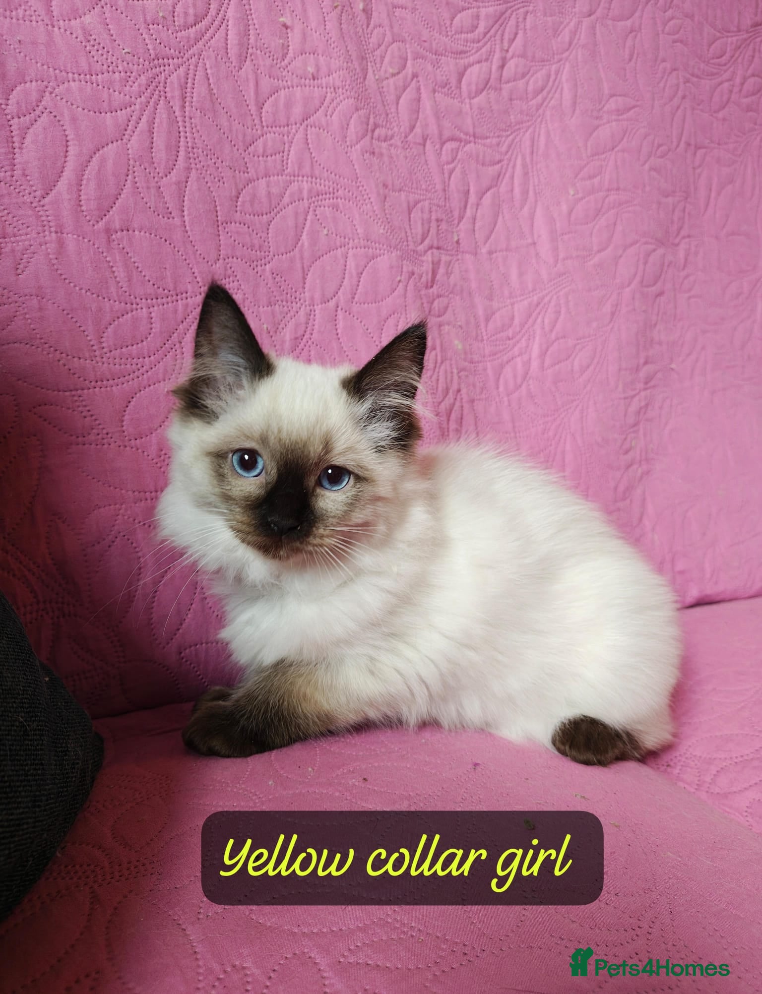 Ragdoll cats 💖Beautiful GCCF Registered Ragdoll Kittens. - Advert 2