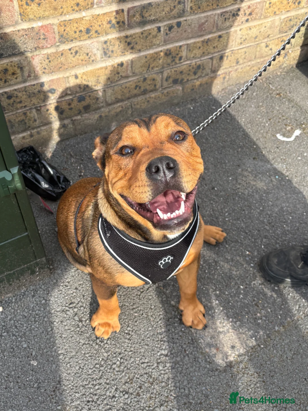Mixed Breed dogs for sale: 6 month old Staffordshire bull terrier X bulldog in Hemel Hempstead - Advert 10