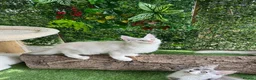 Maine Coon cats for sale:     🌟🌟Amazing Kittens Maine Coon 🌟🌟 - Advert 5