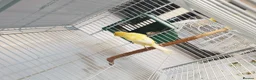 Canaries birds for sale: Canaries for sale  - Advert 11
