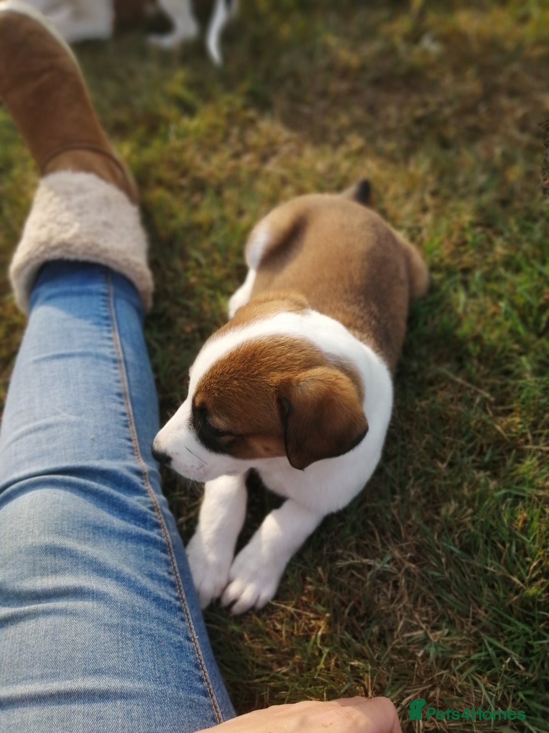 Mixed Breed dogs for sale: Beautiful lurcher puppies - Image 8