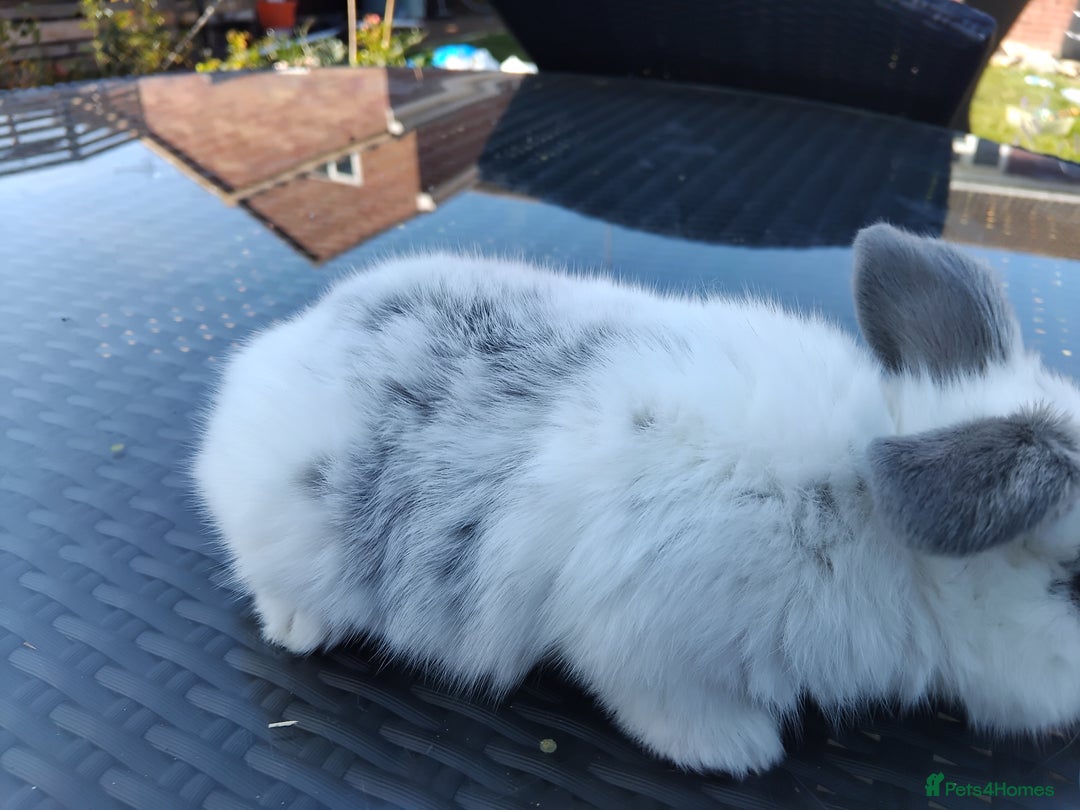 Mini Lop rabbits for sale: 3 lovely mini lop males for sale - Image 9