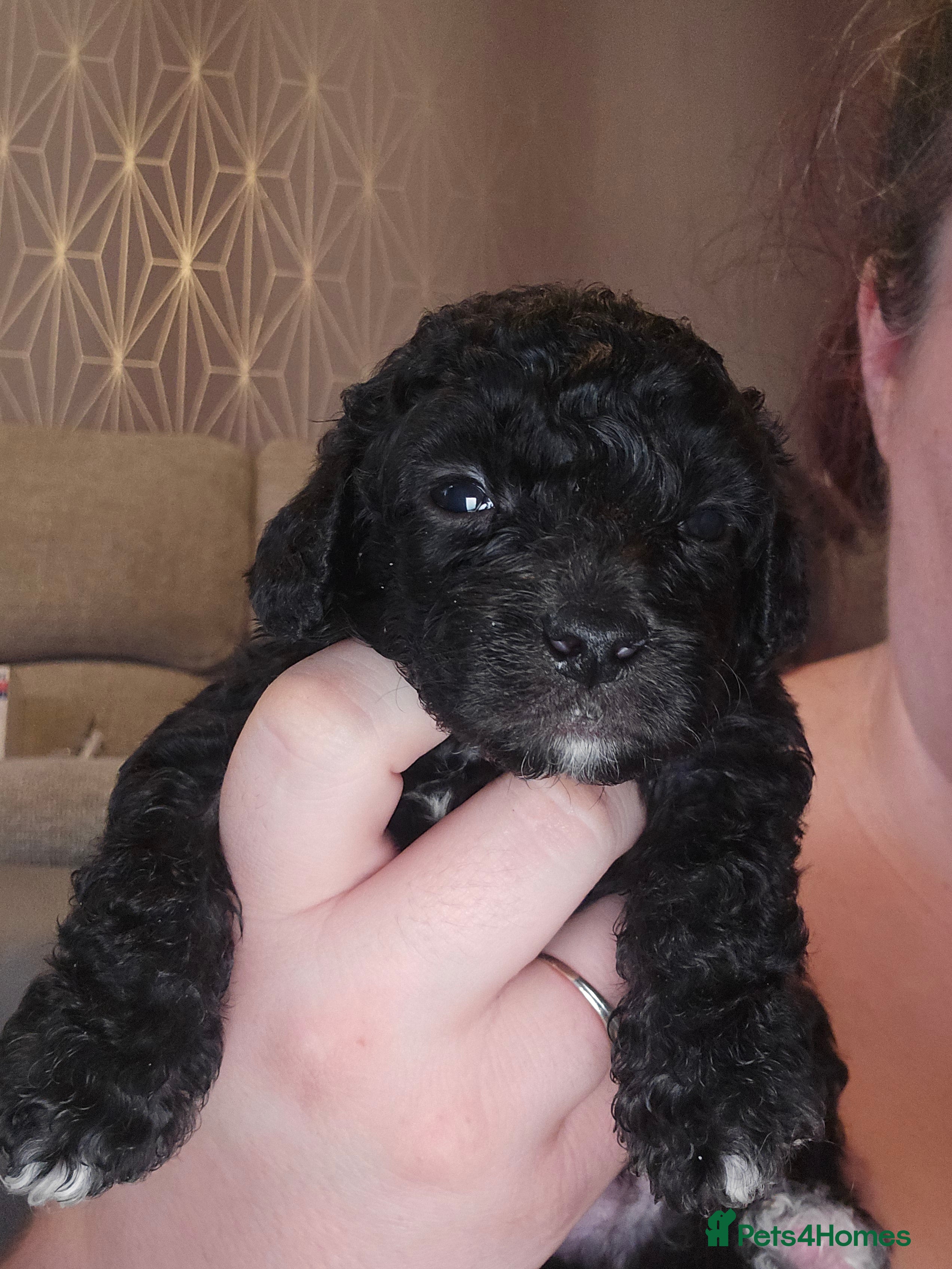 Shihpoo dogs ✨ F1B Shihpoo Puppies Looking for Forever Families - Advert 2