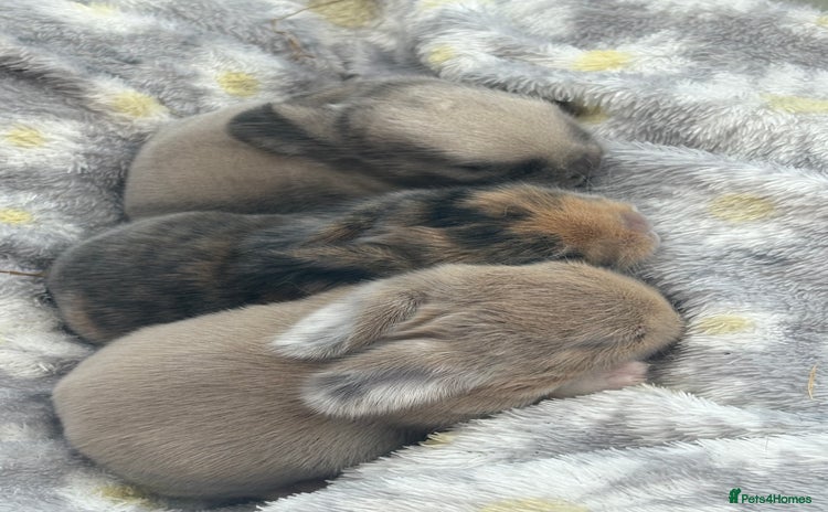 Mini Lop rabbits in Abergavenny - Advert 9
