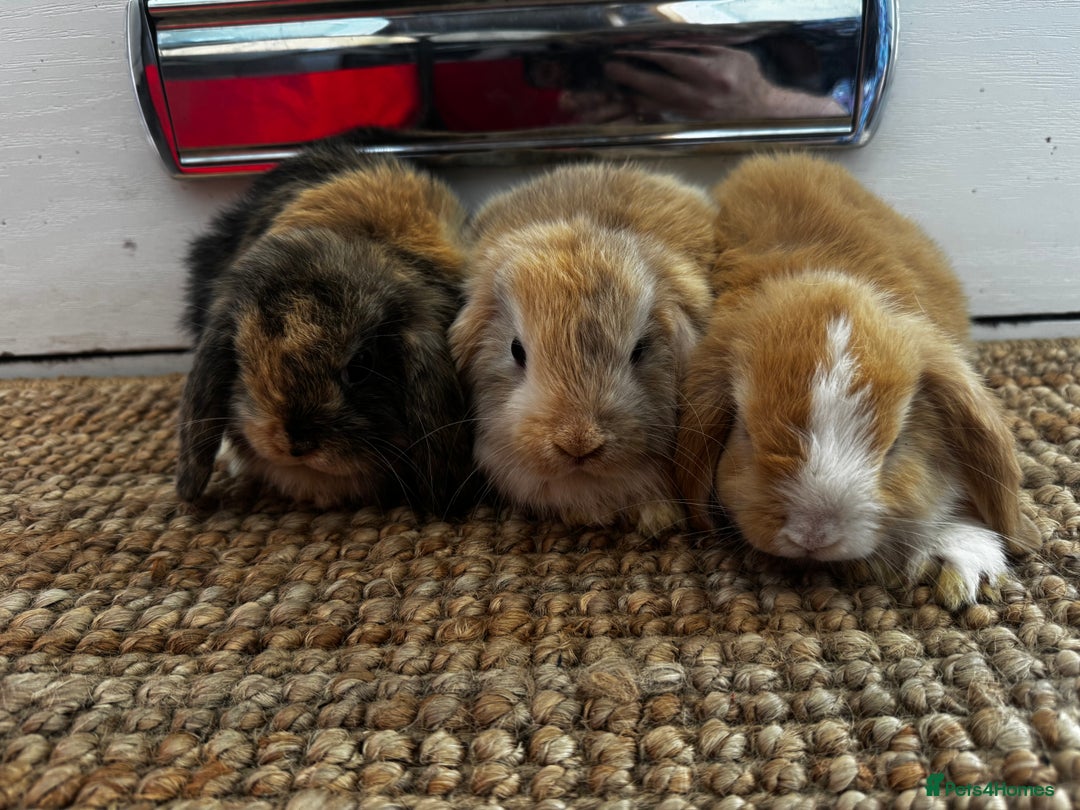 Mini Lop rabbits for sale: Mini Lop Bunnies (3 Girls Ready now) More 15th Aug - Image 11