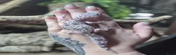 Gecko reptiles for sale: crested geckos, leopard geckos - Advert 15