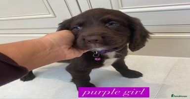 Sprocker dogs - Advert 14