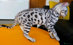 Bengal cats for sale: Exceptional Silver Rosetted Boy Available  - Advert 32