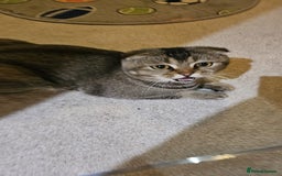 British Shorthair cats for sale: Lovely British Shorthair fold kittens 😸  - Image 16