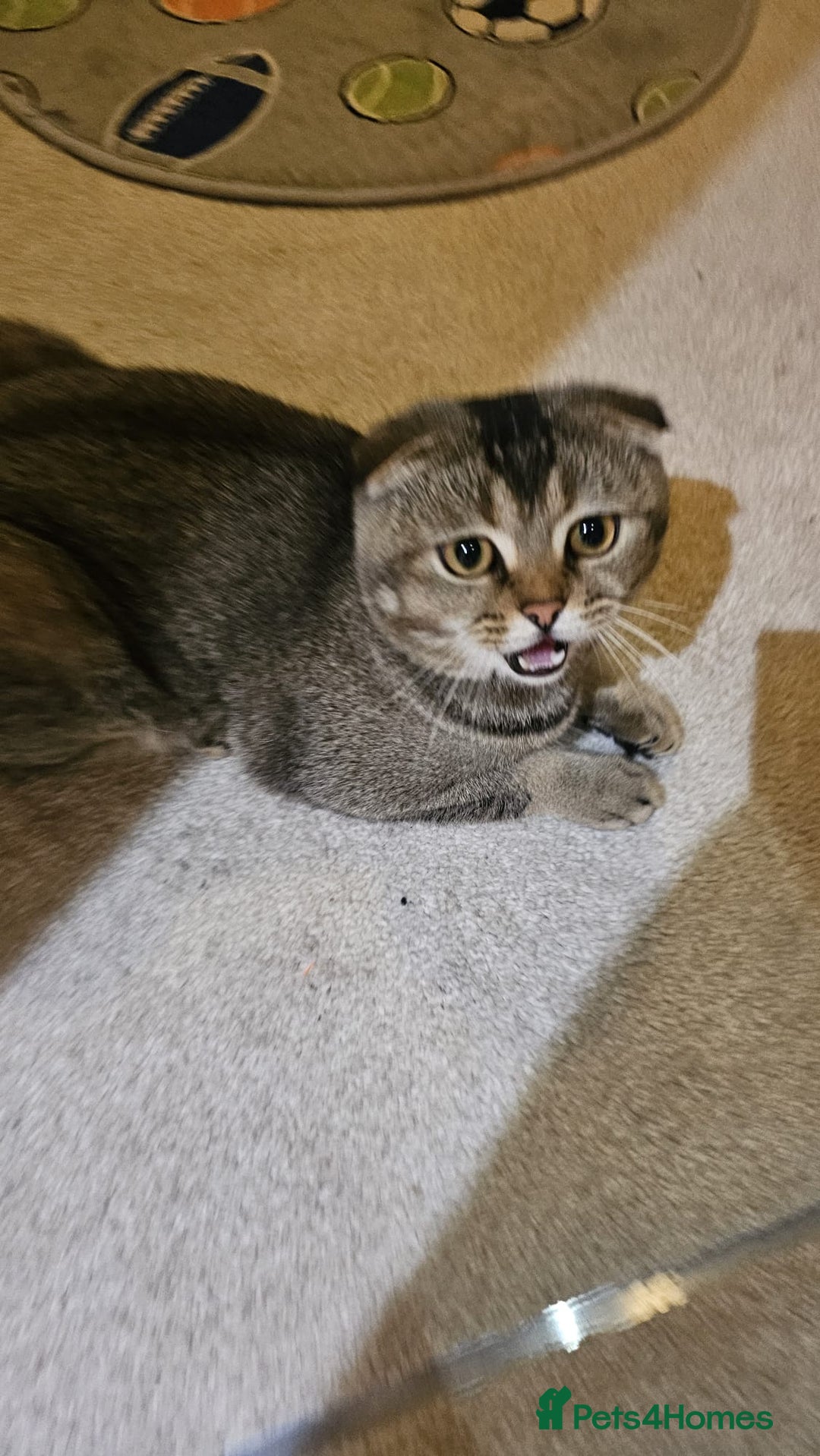 British Shorthair cats for sale: Lovely British Shorthair fold kittens 😸  - Image 16