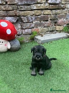 Schnauzer dogs Standard Schnauzer Puppies - Advert 1