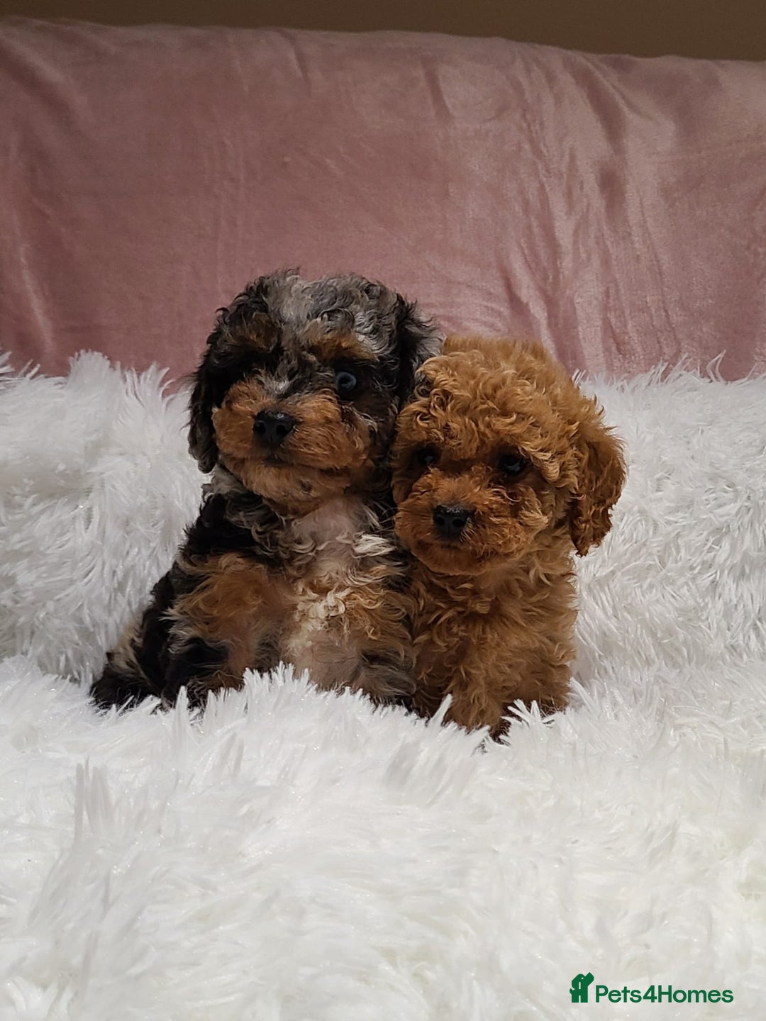 Cavapoo dogs for sale: Stunning Toy Cavapoo Puppies DNA Tested Parents - Advert 6