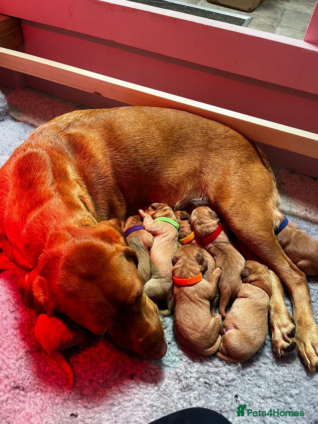 Labrador Retriever dogs for sale: KC Registered Fox Red Labrador Puppies - Image 13