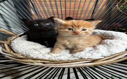 Mixed Breed cats for sale: Little hairballs  - Image 3