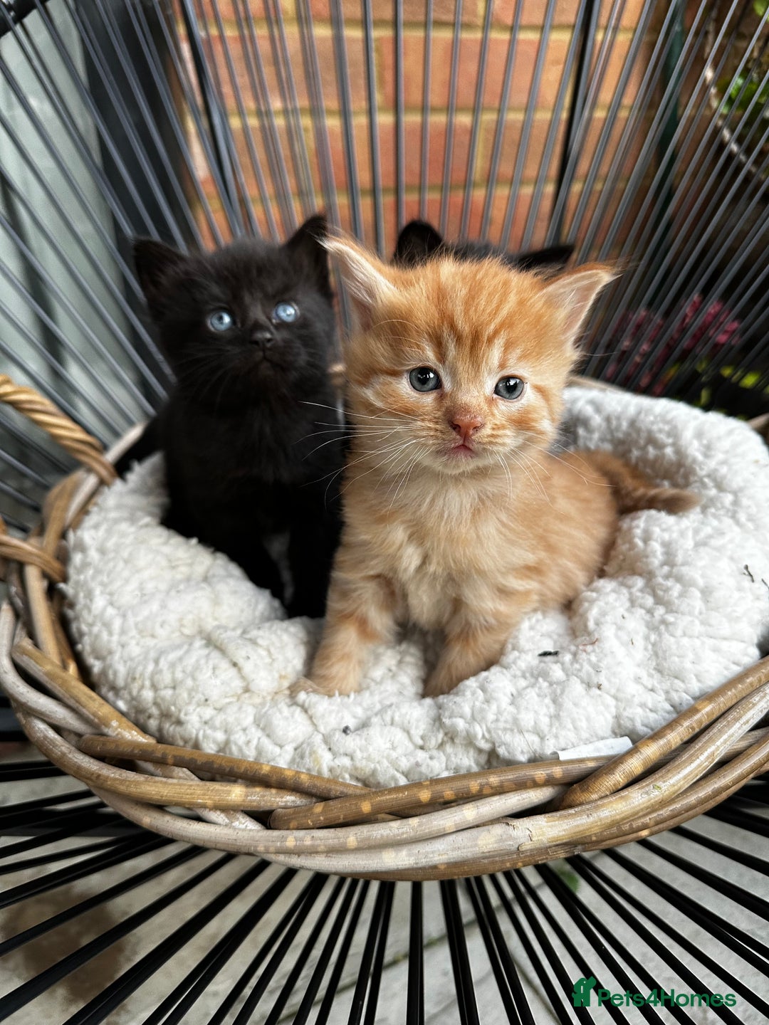 Mixed Breed cats for sale: Little hairballs  - Image 3