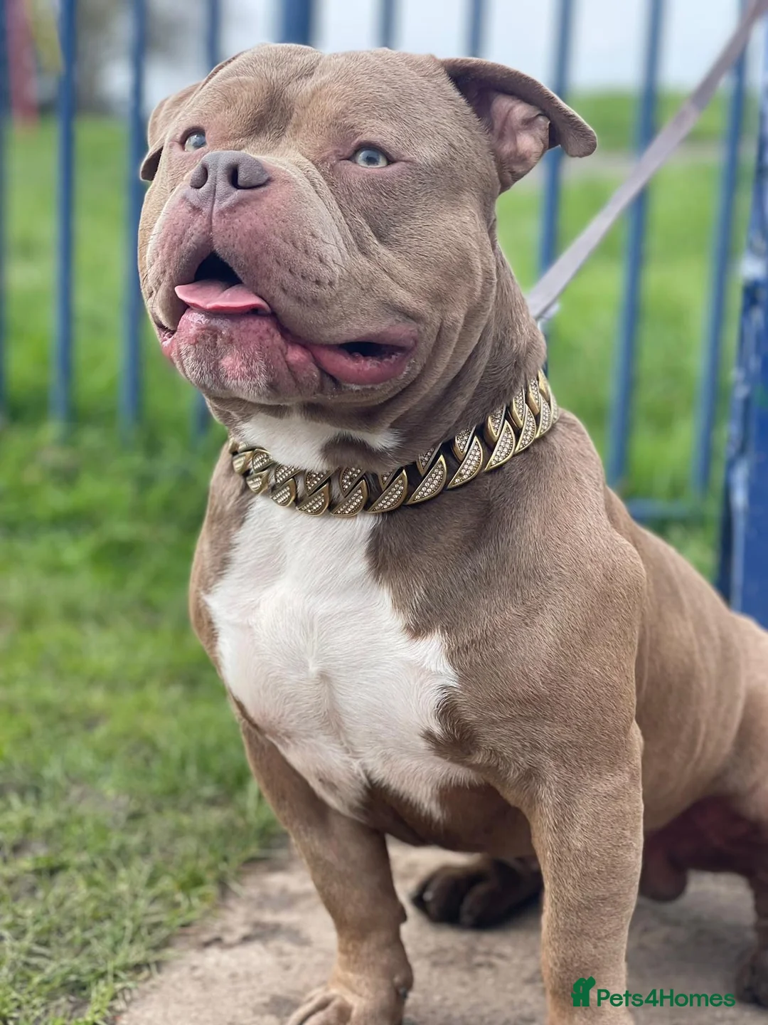 American Bully dogs for sale: Pure bread pocket bully  - Advert 1