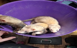 Ferret rodents for sale: Ferret Kits for Sale - Image 6