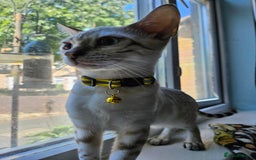 Bengal cats for sale: Snow bengal kittens for loving homes  - Image 18