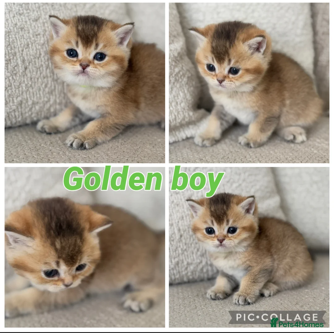 British Shorthair cats for sale: Goldens and blue golden teddy TICA bsh  in London - Advert 7