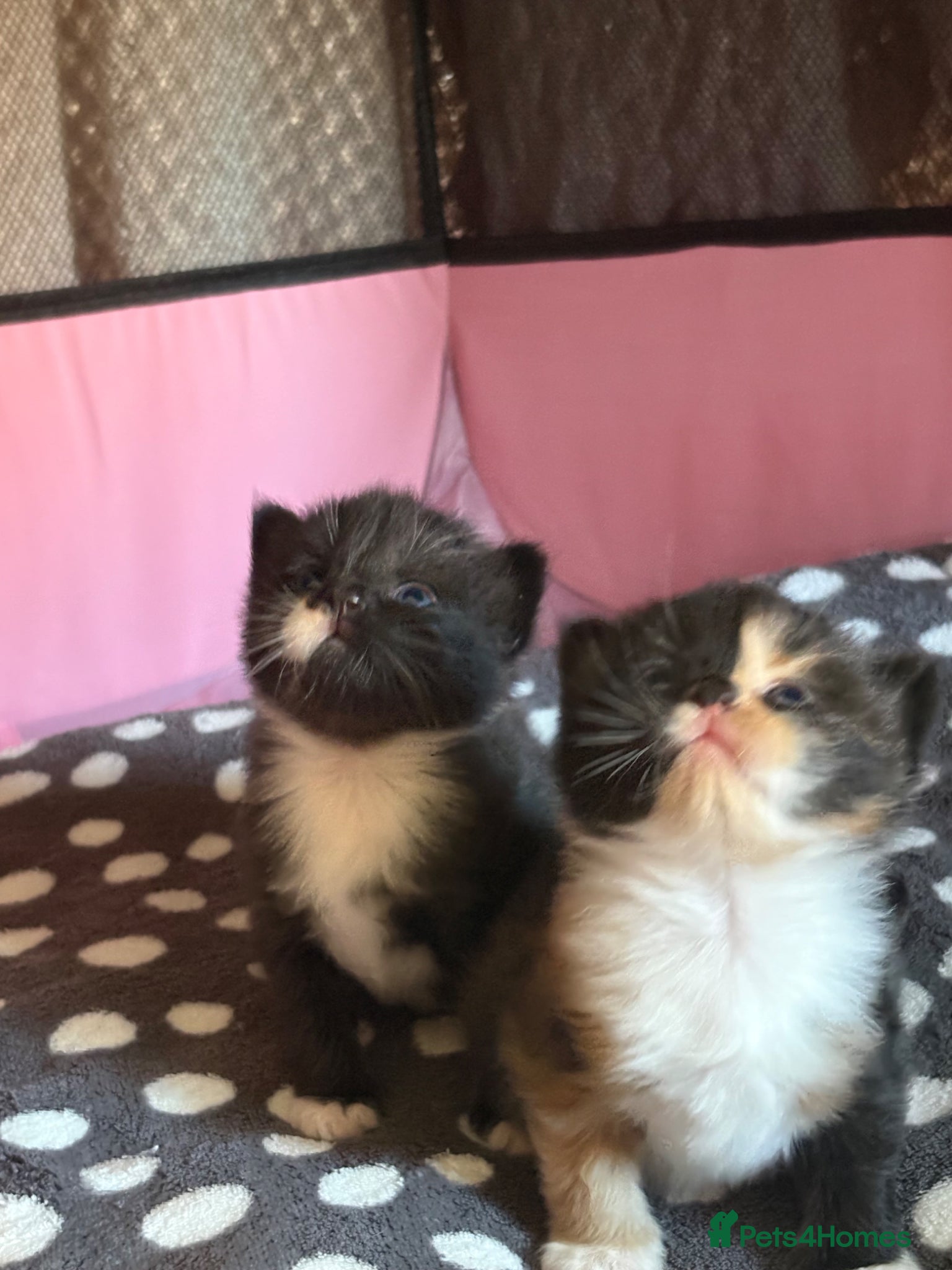 Mixed Breed cats Kittens  - Advert 11