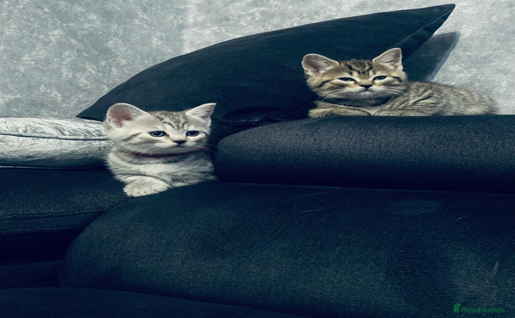 Scottish Fold cats - Advert 7