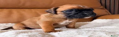 Boxer Puppy 4