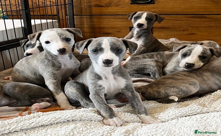 Whippet dogs - Advert 12