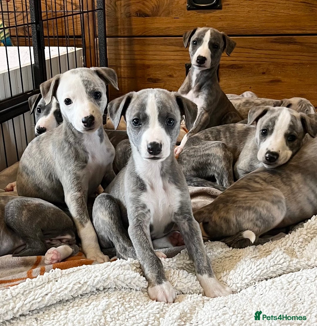 Whippet dogs for sale: Show Quality Blue Brindle KC Registered Whippets - Image 1