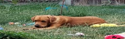 Labrador Retriever dogs for stud: FOR STUD - DAVE ❤️  in Mansfield - Advert 4