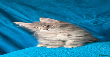 Maine Coon cats - Advert 3