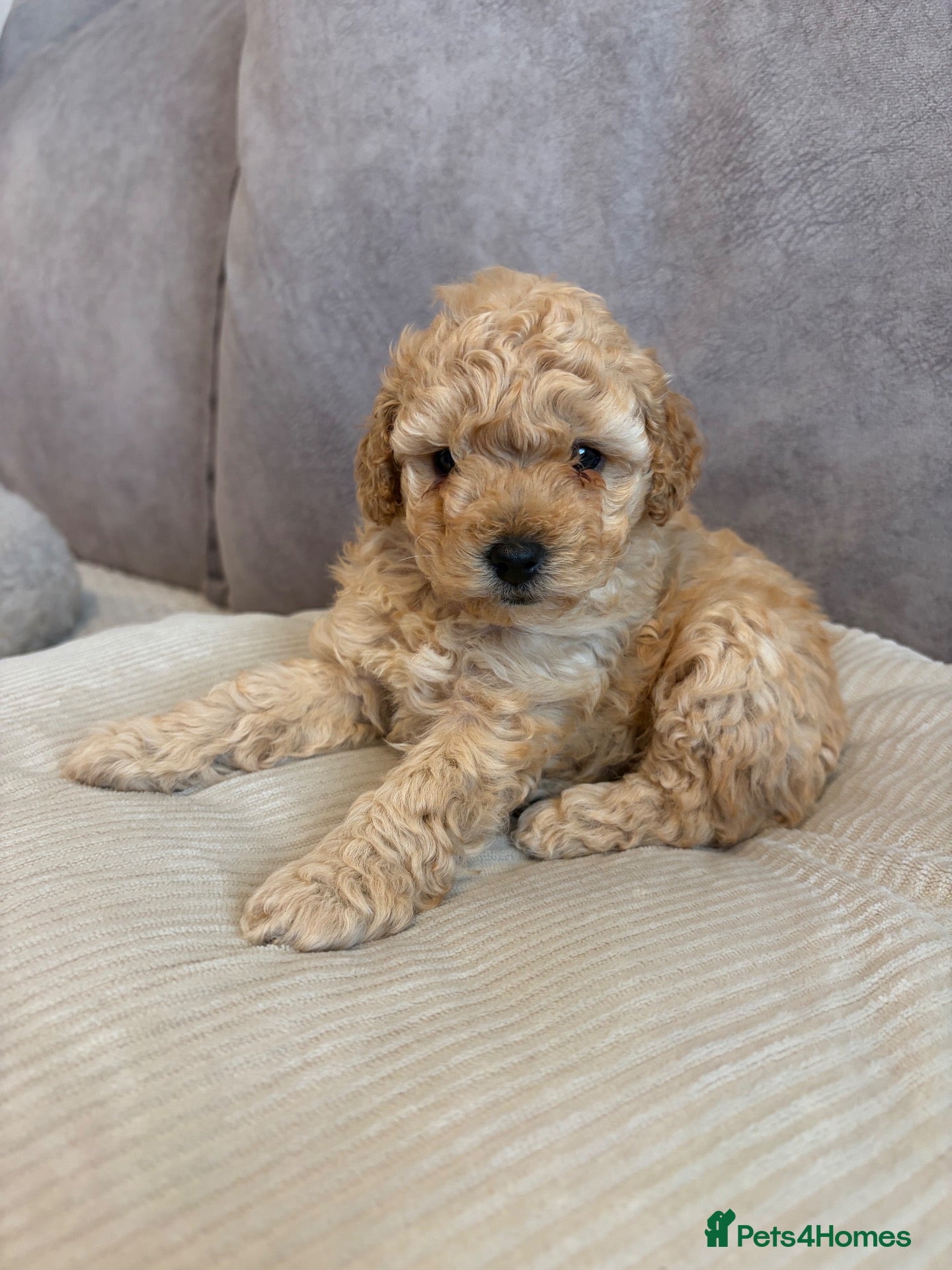 Miniature Poodle dogs one female apricot miniature poodle remaining - Advert 4
