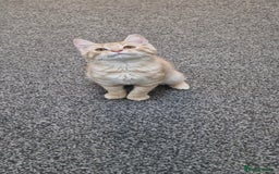 British Shorthair cats for sale: British Shorthair x **REDUCED, ONE LEFT*** in Birmingham - Image 11