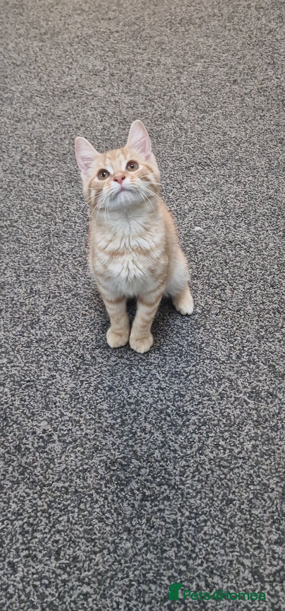 British Shorthair cats for sale: British Shorthair x **REDUCED, ONE LEFT*** in Birmingham - Image 11