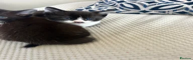 Mixed Breed Kitten 2