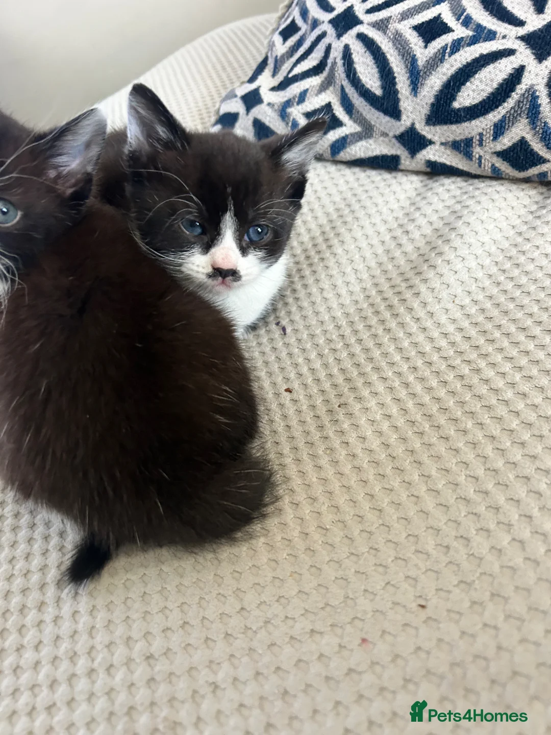 Mixed Breed cats for sale: 2 beautiful kittens - Advert 2