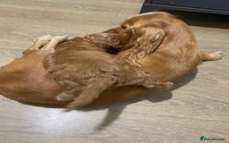 Cockapoo dogs for sale: 2 BOYS LEFT Quality F1 Cockapoos DNA CLEAR PARENTS - Image 8