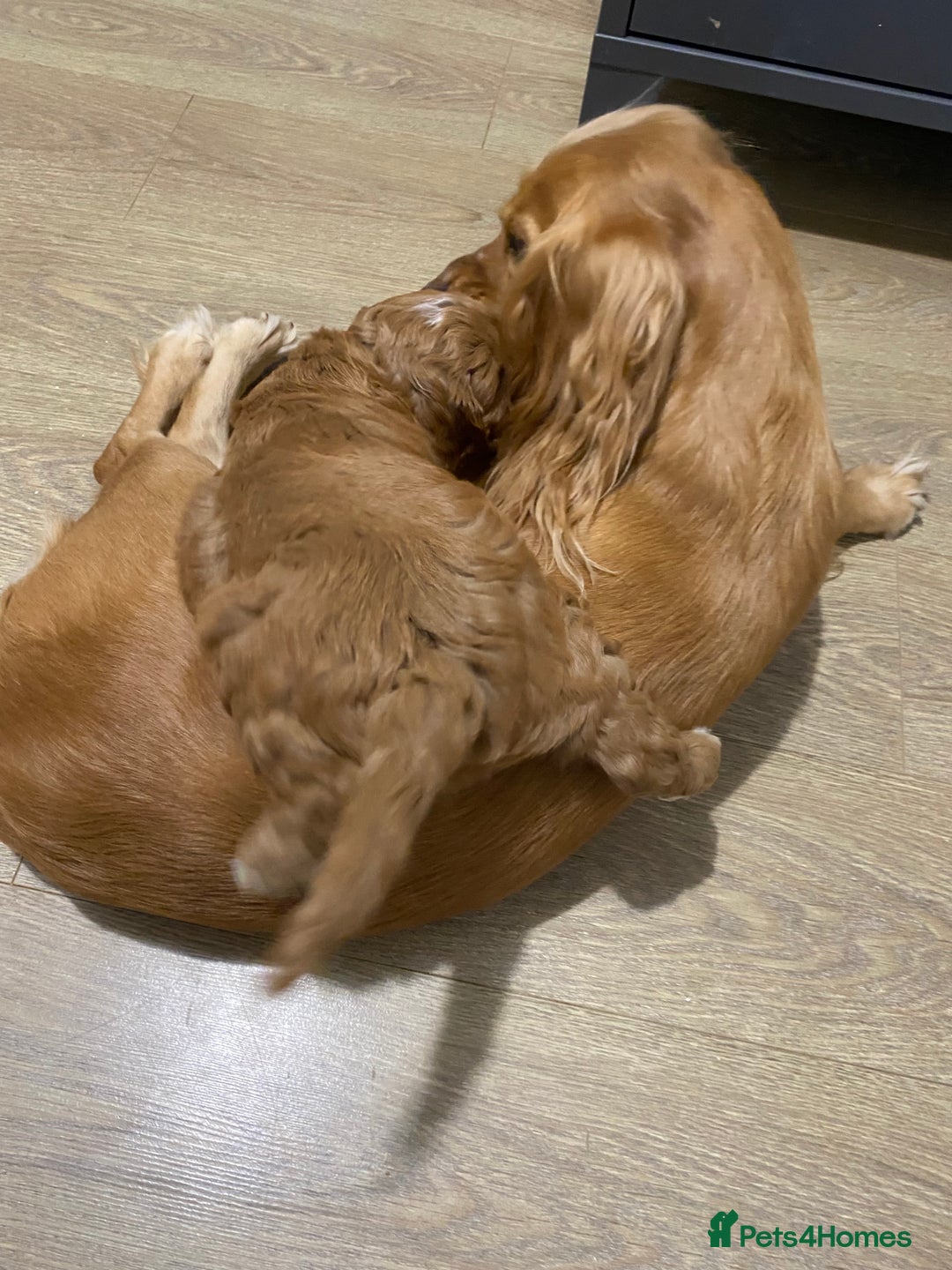 Cockapoo dogs for sale: 2 BOYS LEFT Quality F1 Cockapoos DNA CLEAR PARENTS - Image 8