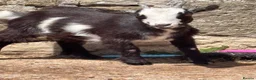 Goats livestock for sale: Pygmy Goats  - Advert 13