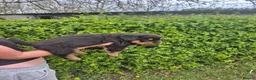 Rottweiler dogs for sale: 2 Beautiful rottweiler puppies 1 male 1 female  in Newcastle - Advert 6